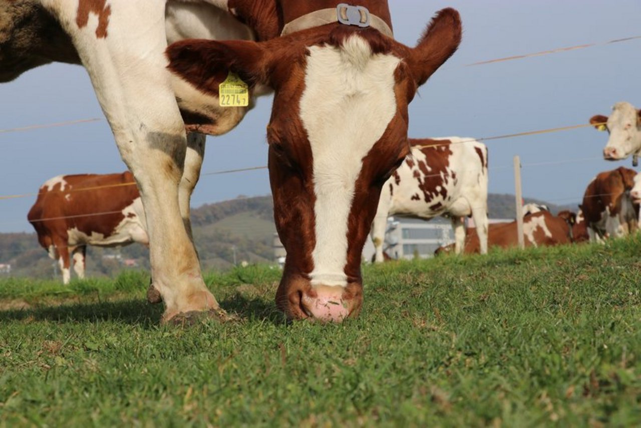 Die Kuh auf der Weide: ein beliebtes Verkaufsargument für Milchproduktions-Standards. Der WWF hat untersucht, wie gut die Standards wirklich sind. (Bild BauZ)