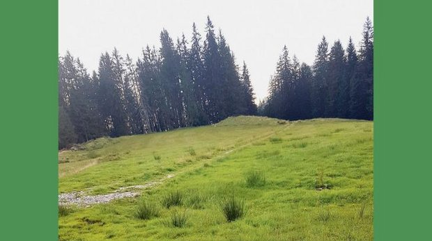 Wegabschnitt auf die Lauenberger-Alpen. Der Holzrost ist noch schwach ersichtlich. (Bild hpr)
