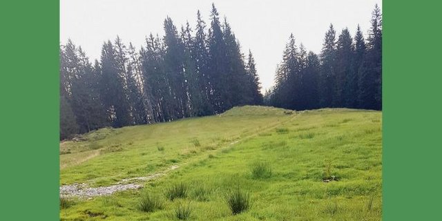 Wegabschnitt auf die Lauenberger-Alpen. Der Holzrost ist noch schwach ersichtlich.  (Bild hpr)