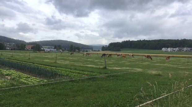 Gewitterstürme verursachen Schäden von rund 18 Millionen Franken – weitere Unwetter möglich Der Himmel präsentiert sich dieser Tage im Wechsel strahlend blau und wolkenverhangen. Immer wieder ziehen Gewitter über die Schweiz. (Bild jsc)