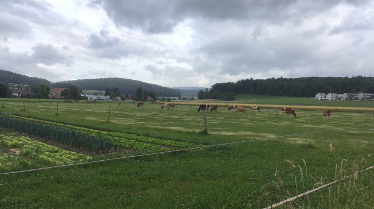 Der Himmel präsentiert sich dieser Tage im Wechsel strahlend blau und wolkenverhangen. Immer wieder ziehen Gewitter über die Schweiz. (Bild jsc)