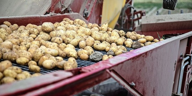 Kartoffeln sind eine sehr arbeitsintensive, aber auch risikoreiche Kultur und stellen hohe Anforderungen an Personal und Technik. 