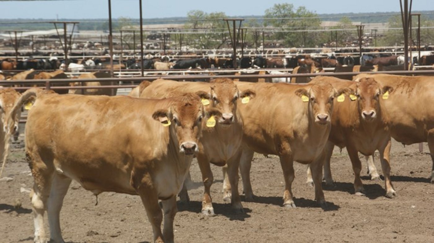 Aufgrund der enormen Grösse des Betriebs fiel der Betrug zuerst nicht auf. (Symbolbild lid)