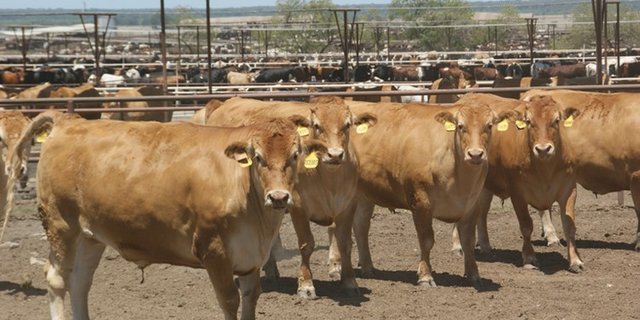 Aufgrund der enormen Grösse des Betriebs fiel der Betrug zuerst nicht auf. (Symbolbild lid)