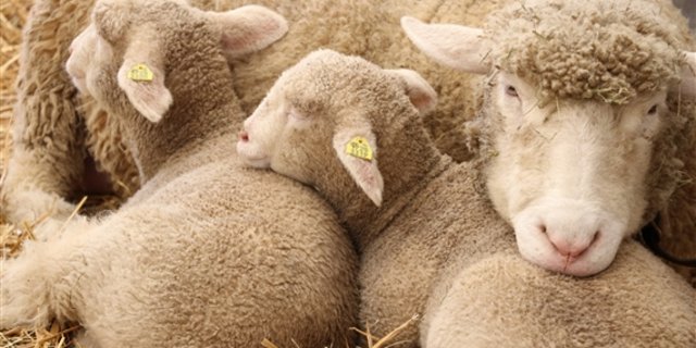 Der Verein gegen Tierfabriken klagt gegen einen Thurgauer Schafhalter wegen Tiermisshandlung. (Bild BauZ) 