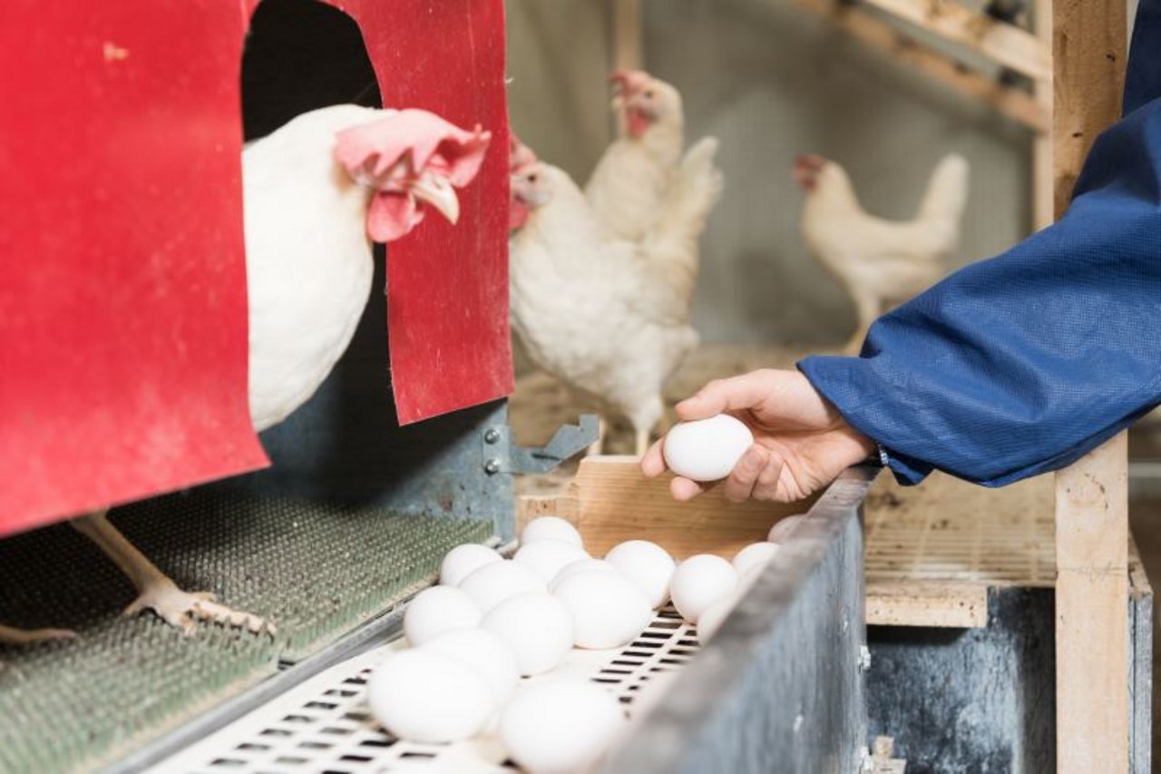 Eine Henne beobachtet vom Legenest aus, wie eine Mitarbeiterin die Eier einsammelt. Das Bild wurde noch im alten Versuchsstall aufgenommen. (Bild z.V.g.)