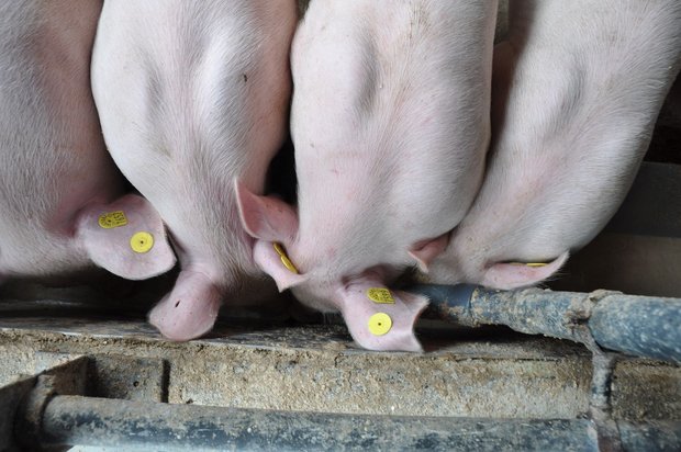 Schweine könnten unsere Speiseresten verwerten. Man könnte den Food waste aber auch stärker zu vermeiden versuchen. (Bild UFA)