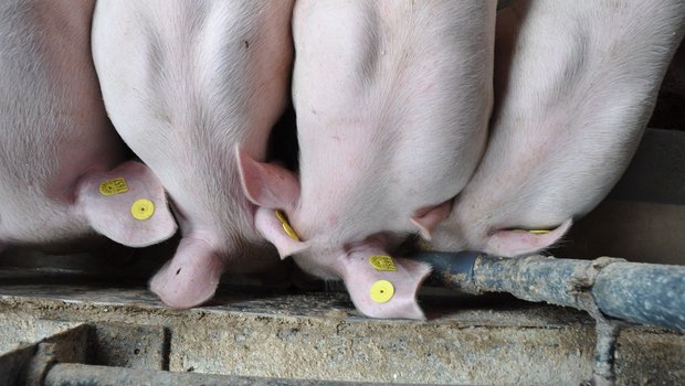 Schweine könnten unsere Speiseresten verwerten. Man könnte den Food waste aber auch stärker zu vermeiden versuchen. (Bild UFA)