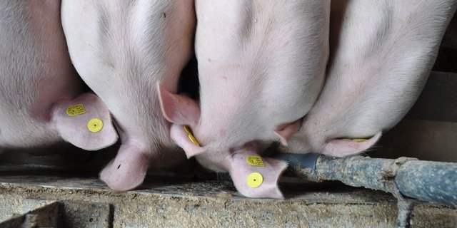 Schweine könnten unsere Speiseresten verwerten. Man könnte den Food waste aber auch stärker zu vermeiden versuchen. (Bild UFA)