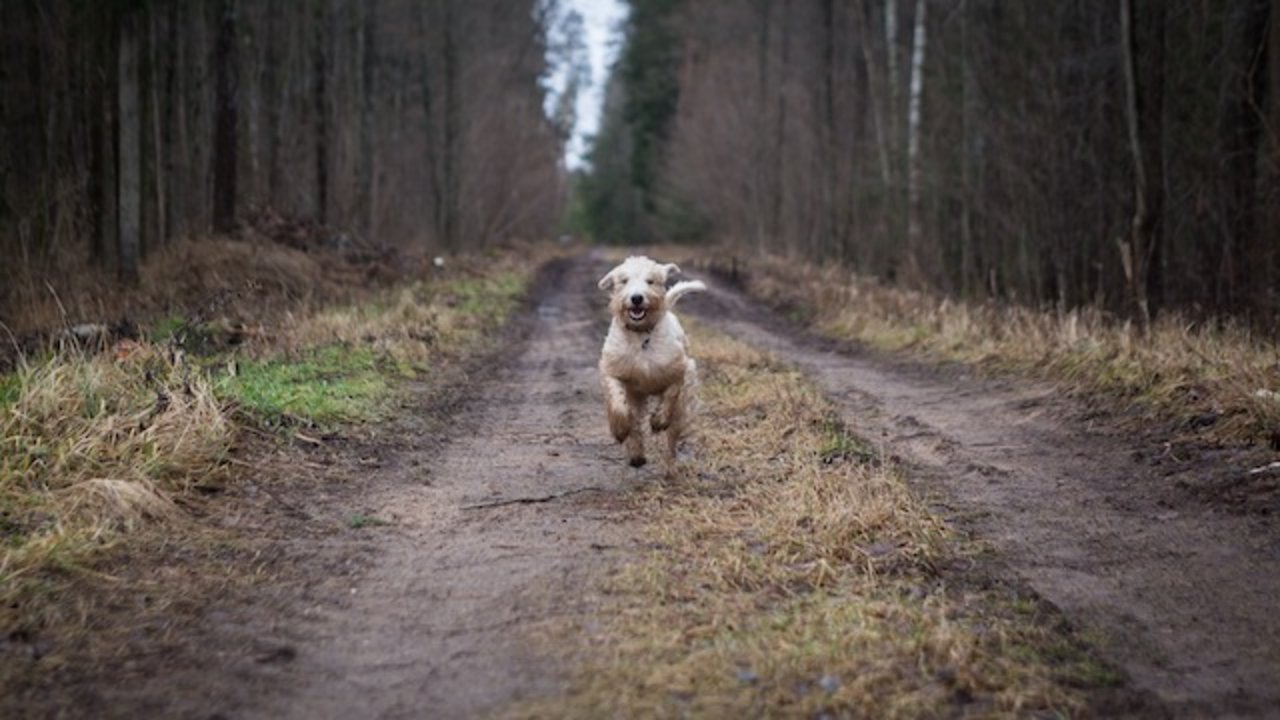 In Wäldern sollen sich Hundehalter an die Leinenpflicht halten, findet Corina Marti. So liessen sich Unfälle zwischen Hunden und Rehkitzen verhindern. (Symbolbild Pixabay)