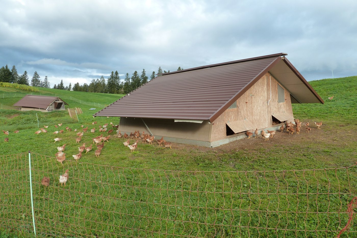 In vier mobilen Ställen leben derzeit total 1200 Bio-Mastpoulets mit ganzjährigem Auslauf.