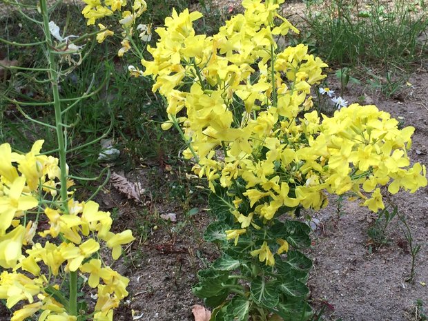 Sieht aus wie Raps, ist aber Rosenkohl Optisch unterscheiden sich die Blüten des Rosenkohls nur leicht von den Rapsblüten. (Bild David Opp)