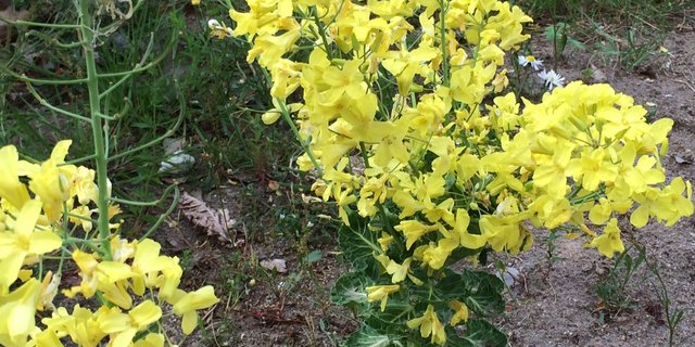 Optisch unterscheiden sich die Blüten des Rosenkohls nur leicht von den Rapsblüten. (Bild David Opp)