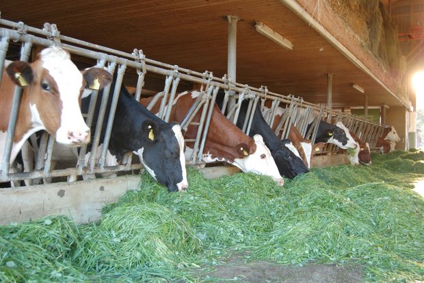 Kühe stossen zwar Treibhausgase aus, der Verkehr ist aber schlimmer fürs Klima. (Claudia Gappisch/landwirtschaft.ch)