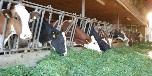 Kühe stossen zwar Treibhausgase aus, der Verkehr ist aber schlimmer fürs Klima. (Claudia Gappisch/landwirtschaft.ch)