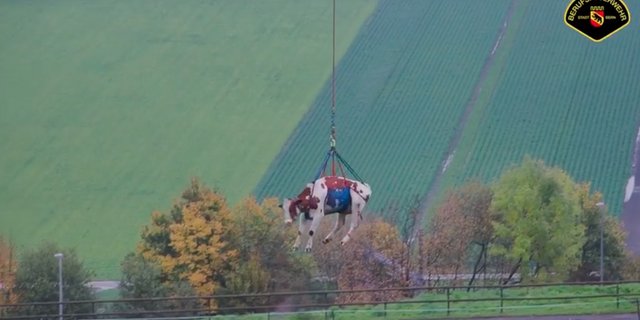 Mit diesem Flug hat die Kuh wohl nicht gerechnet. (Bild Screenshot Feuerwehr Stadt Bern)