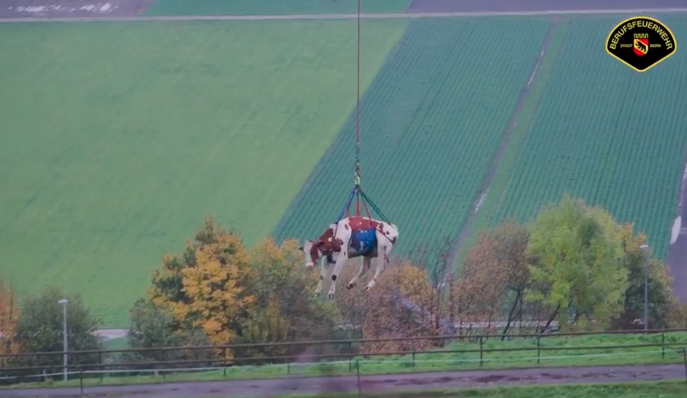 Mit diesem Flug hat die Kuh wohl nicht gerechnet. (Bild Screenshot Feuerwehr Stadt Bern)