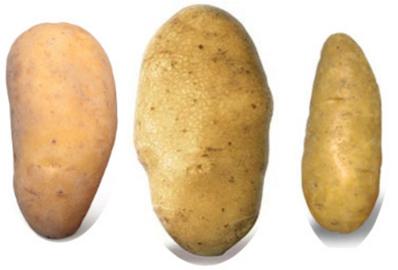 Die meisten angebauten Kartoffelsorten sehen einander ähnlich, schliesslich wünscht sich der durchschnittliche Konsument gelbe Knollen. Im Bild v. l. n. r. : Alexandra, Victoria und Annabelle. (Bilder Terralog, Montage jsc)