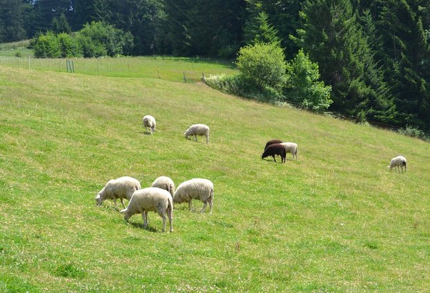 Schafe müssten auf der Alp häufiger kontrolliert werden, um die Zahl wegen Krankheiten oder Verletzungen während der Sömmerung verendeten Schafe zu senken, So die TIR. (Bild Pixabay) 