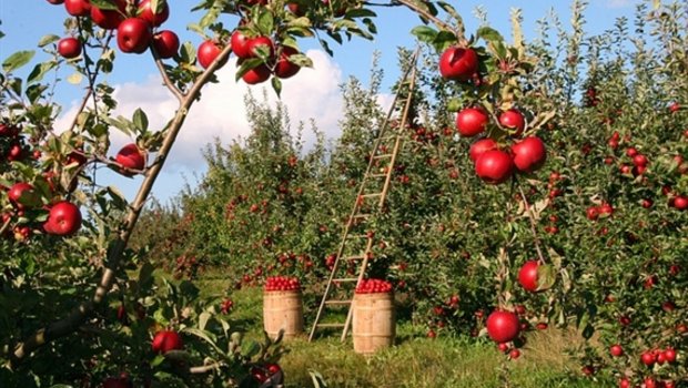 Zulieferer der Firma Zuber sind über 100 Obstbauern im Einzugsgebiet Baselland, Schwarzbubenland und Fricktal. (Symbolbild pixabay) 
