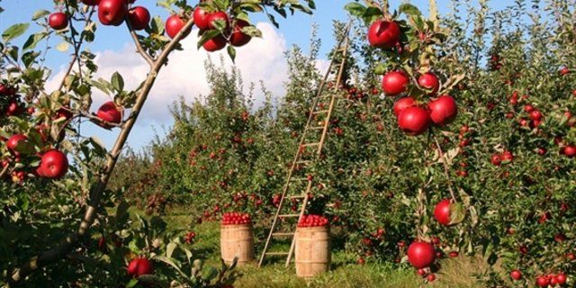 Zulieferer der Firma Zuber sind über 100 Obstbauern im Einzugsgebiet Baselland, Schwarzbubenland und Fricktal. (Symbolbild pixabay) 
