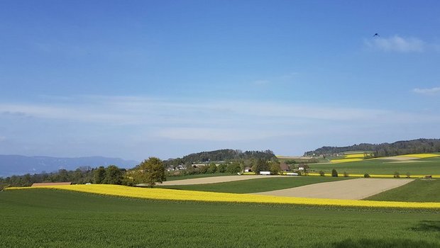 Blühende Rapsfelder dürften künftig öfter zu sehen sein. (Bild lid/ji) 