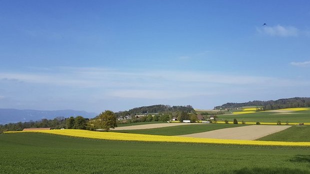 Blühende Rapsfelder dürften künftig öfter zu sehen sein. (Bild lid/ji) 
