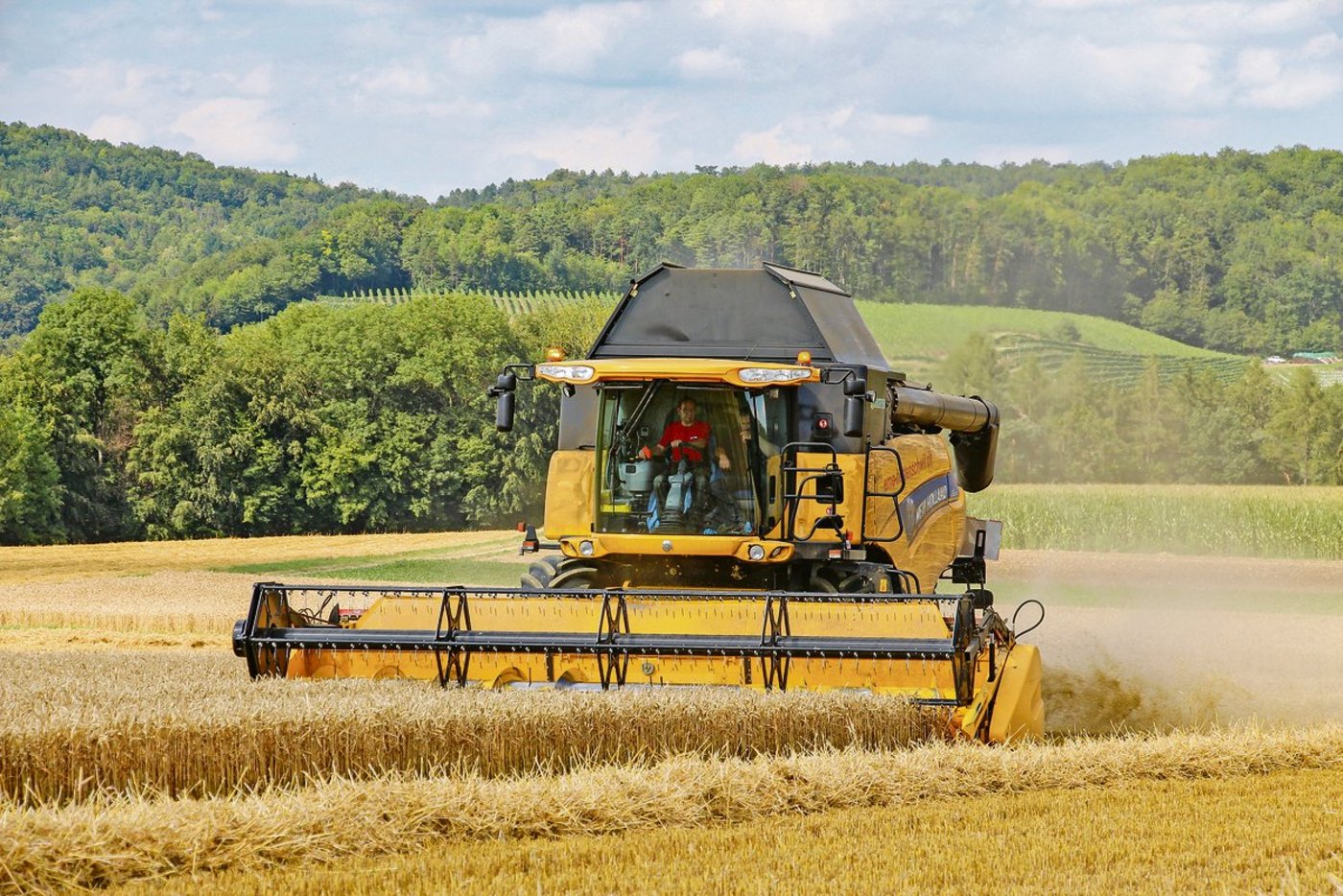 Kaum ist der Weizen gedroschen, erhalten die Bauern die Abrechnung für den abgelieferten Weizen. Die Höhe der Abzüge lösen bei vielen Ackerbauern ungläubiges Staunen aus.(Bild Hans Rüssli)