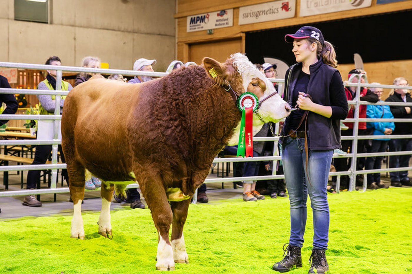 Die Swissopen war für die Simmentaler-Züchter ein Highlight. Im Bild ist Jessica Birrer mit dem Stier Eliot aus Duggingen BL. (Bild Daniel Flückiger)