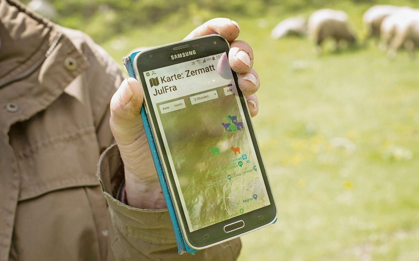 Der Alptracker zeichnet das Bewegungsverhalten der Schafe auf und informiert den Landwirt in Paniksituationen.