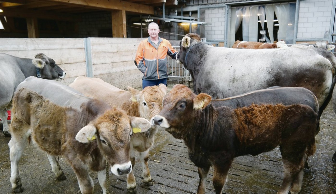 Beat Meyer im Laufhof der Mütterkühe, im Vordergrund seine vielversprechenden Natura-Veal-Kälber.(Bild Josef Kottmann)