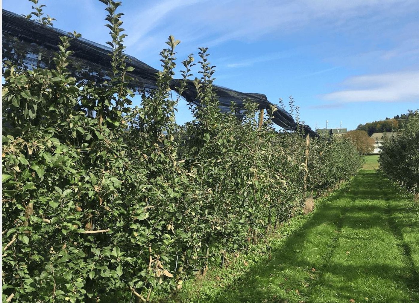 Die Blütenknospenqualität kann im Folgejahr verbessert werden, wenn Hagelnetze eingerollt werden. (Bild Inforama Oeschberg)