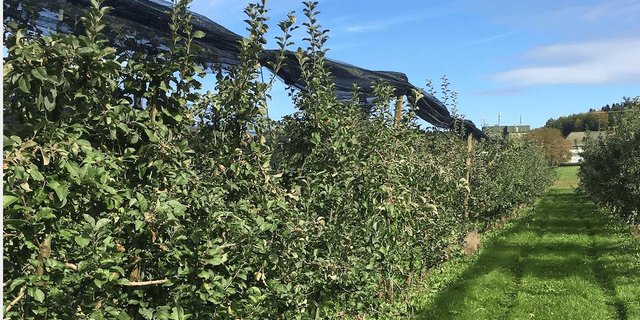 Die Blütenknospenqualität kann im Folgejahr verbessert werden, wenn Hagelnetze eingerollt werden. (Bild Inforama Oeschberg)