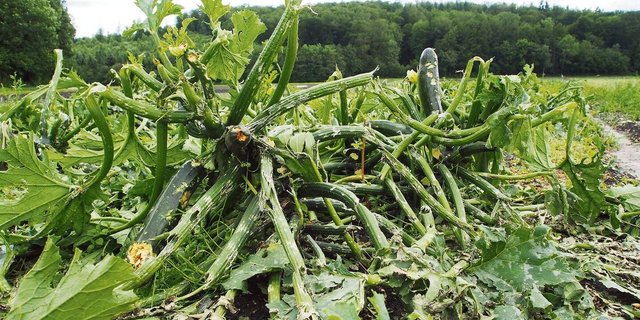 13 800 Schadenmeldungen mit einem geschätzten Volumen von rund 90 Mio Fr. an Kulturen verzeichnet die Schweizer Hagel seit Anfang dieses Jahres.