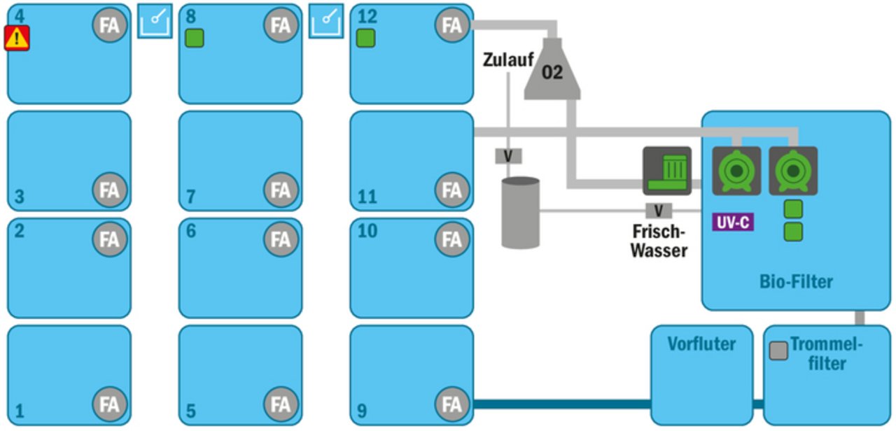 Bis zu zehntausend Zander passen in die Kreislaufanlage mit zwölf Becken (1–12) von Matthias Widmer. Der Betriebsleiter baute die Anlage selbst und konnte sie so an die baulichen Gegebenheiten seines Betriebes anpassen. 