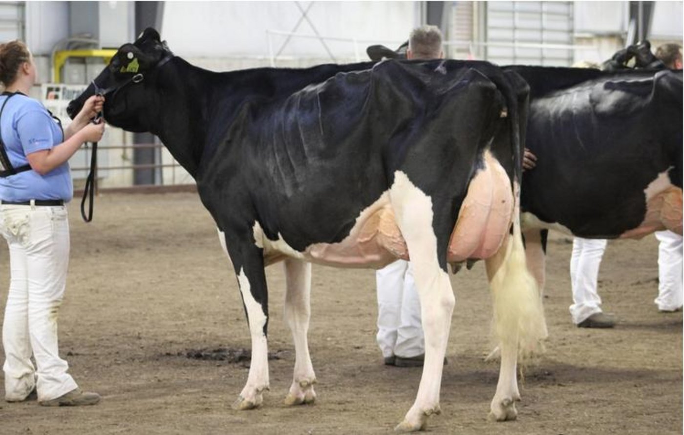Holstein Grand Champion wurde Lovhill Braxton Funky von Familie Stransky.
