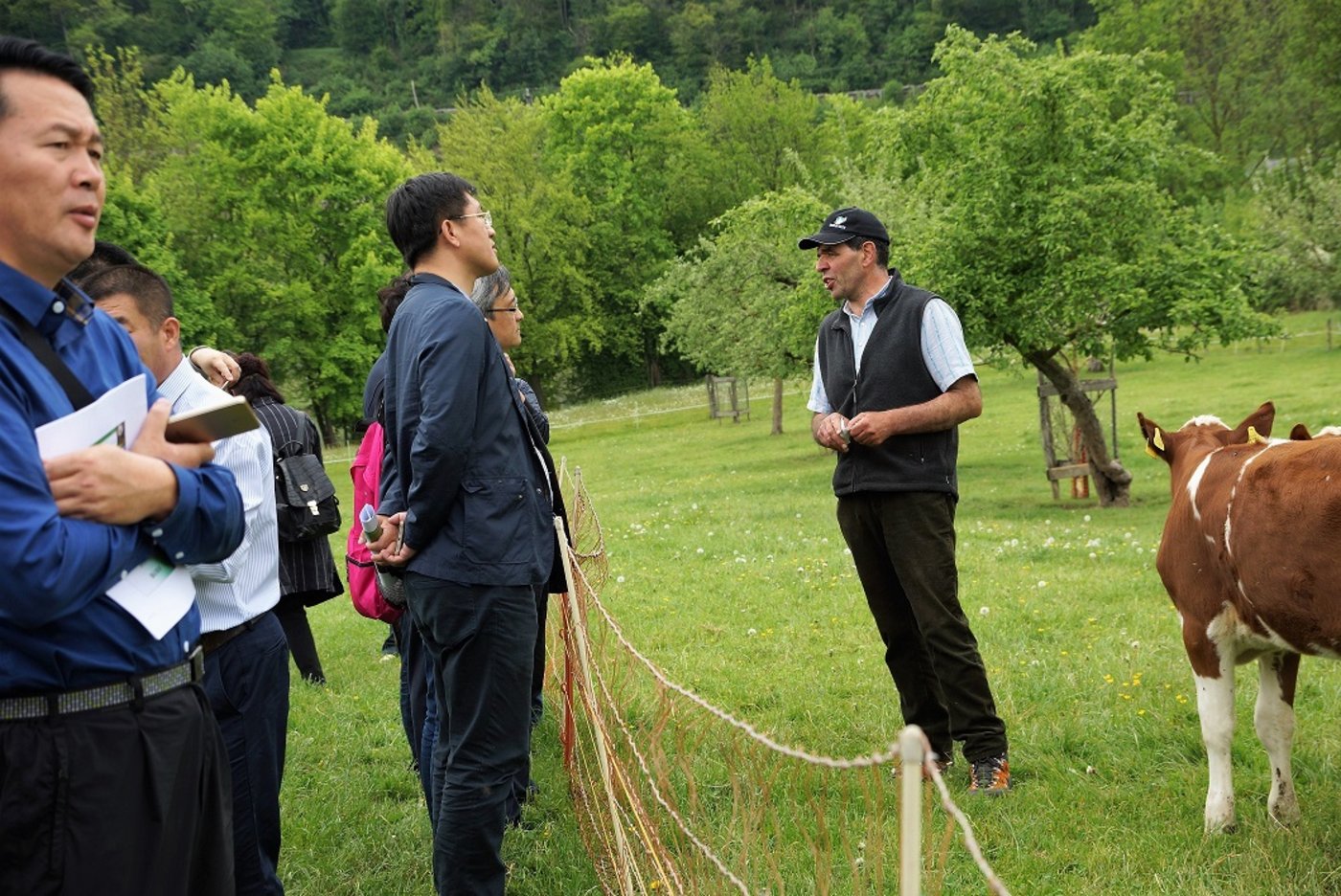 Hans Braun erläutert den chinesischen Fachleuten sein Konzept des Vollweidesystems mit Swiss-Fleckvieh-Tieren.
