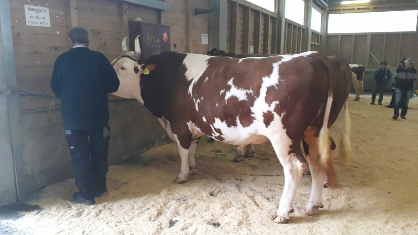 «Fors vo dr Lueg» ist einer von ca. 60 Stieren am Stierenmarkt.