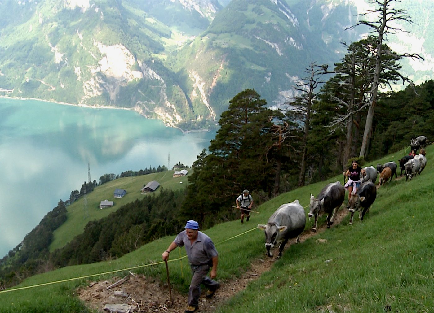 Mit Mutterkühen wird das steile Land bewirtschaftet.