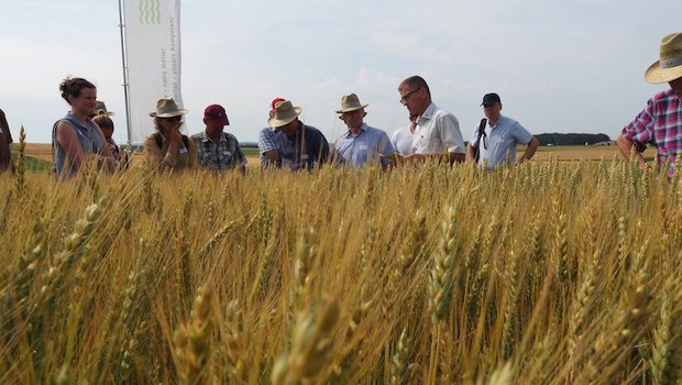 Am offiziellen Jubiläumsanlass von der Delley Samen und Pflanzen AG (DSP) wurden den eingeladenen Gästen die Aktivitäten der Saatgutfirma gezeigt. Karl-Heinz Camp (Dritter von rechts), der Leiter der Sektoren Mais und Getreide, erläuterte das Getreidezuchtprogramm der DSP. (Bild lko) 