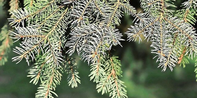 Zur Behandlung von Durchfall kann Kälbern ein Sud aus Weisstanne als Zwischentränke angeboten werden.   