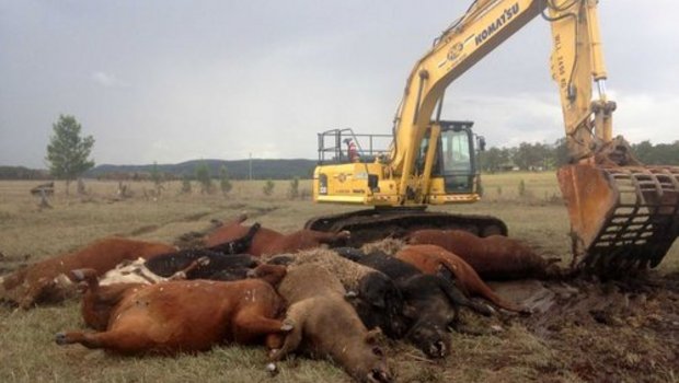 Einige verendete Tiere konnten bisher abtransportiert werden. (Bild Local Land Services NSW)