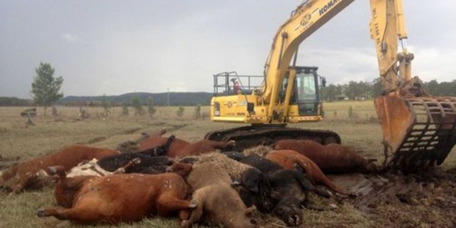 Einige verendete Tiere konnten bisher abtransportiert werden. (Bild Local Land Services NSW)