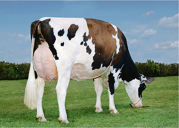 Die Mutter vom Stier Aikman, Khw-I Baxter Aika, hat Leistungen von über 16 000 kg mit 5,8 Prozent Fett.(Bild pab)