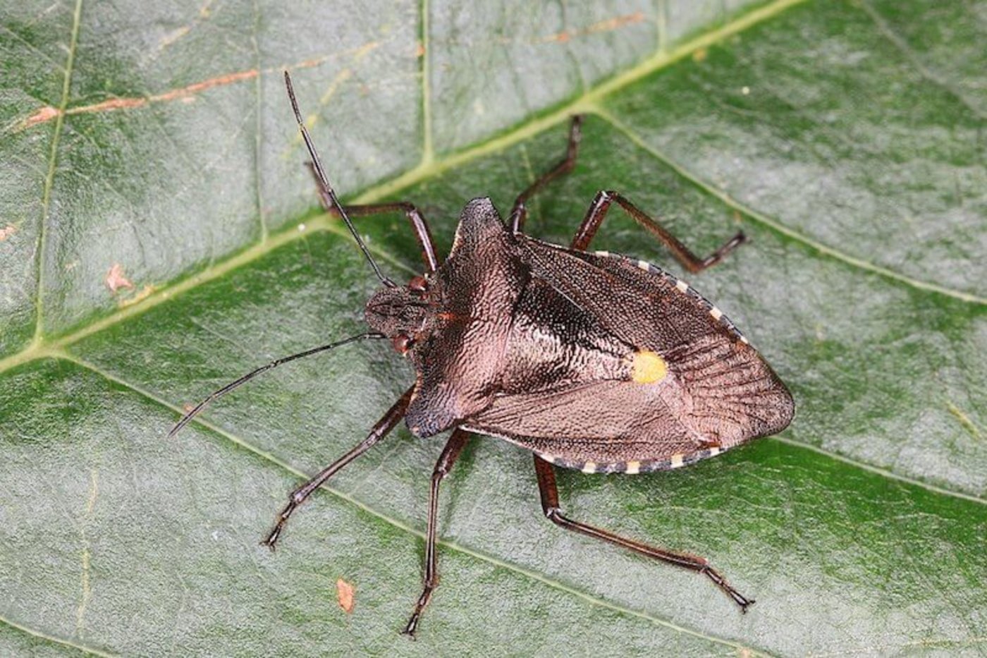 Die rotbeinige Baumwanze knabbert die Früchte an und hinterlässt dabei Deformationen. (Bild Alchemist-hp (www.pse-mendelejew.de) - Eigenes Werk, CC BY-SA 3.0, https://commons.wikimedia.org/w/index.php?curid=7842117)