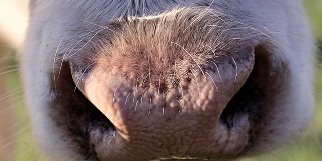 Die Kuh konnte wohlauf geborgen werden. (Symbolbild Pixabay)