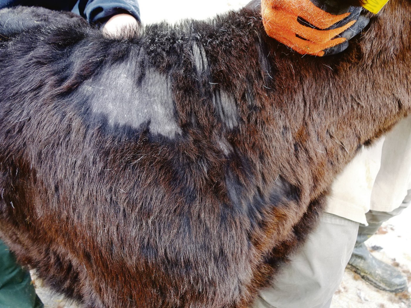 Eine Eintrittspforte für die Kälber- bzw. Rinderflechte bieten Ektoparasiten wie Läuse (im Bild). Sie schädigen die Haut und schwächen das Immunsystem des Jungtieres.