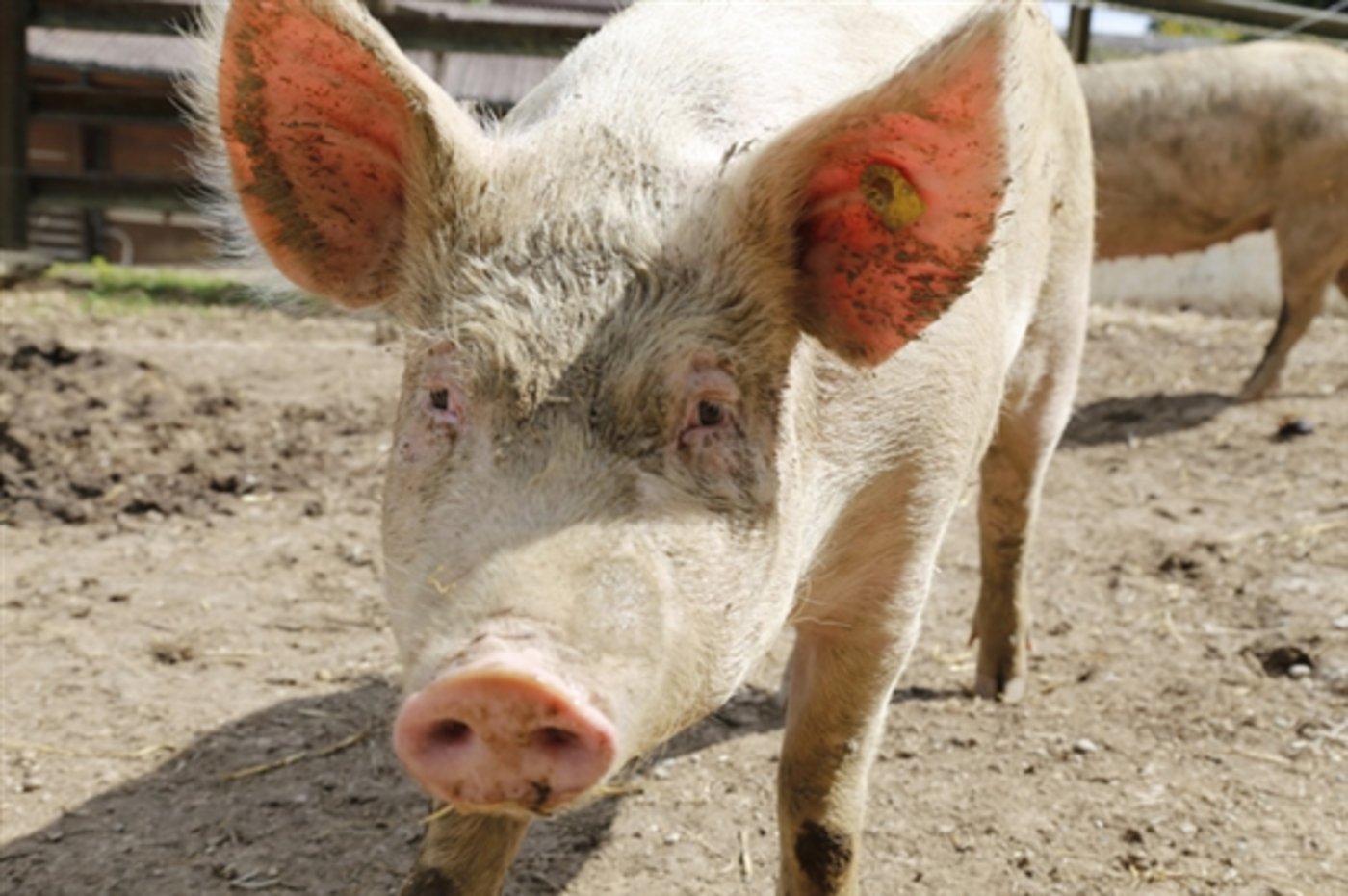 Für Tierwohlgerecht gehaltene Schweine gibt es in Dänemark künftig ein staatliches Tierwohlsiegel. (Bild lid)