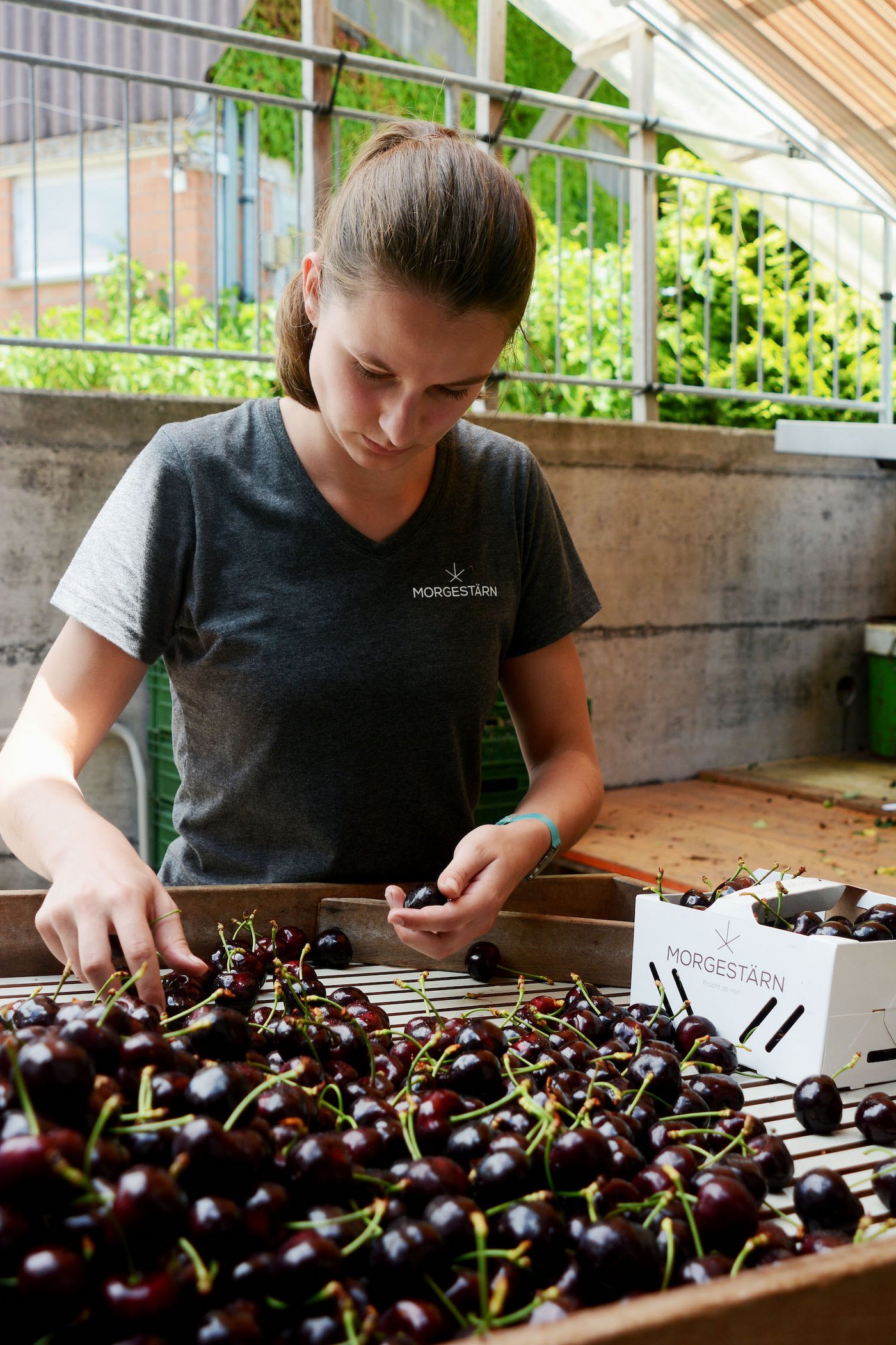 Viel Handarbeit: Bis Ende Juli dauert die sorgfältig kontrollierte Kirschenernte.