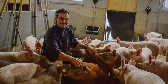 Ein Sechstel der Schweine von Manuel Waber sind seltene Duroc, die spezielles Fleisch liefern und mit beispielsweise 29.– Fr./kg für Kotelettes auch einen höheren Preis erzielen. (Bild Daniela Joder)